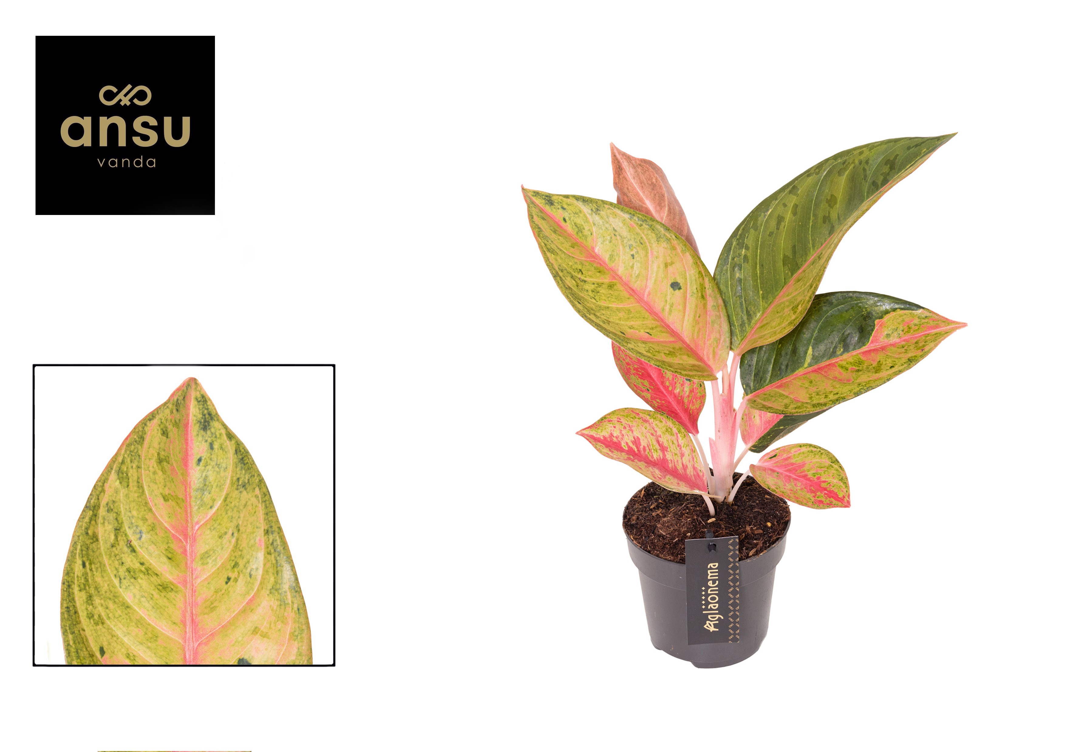 Горшечные цветы и растения оптом Aglaonema Gala Red от 6шт из Голландии с доставкой по России