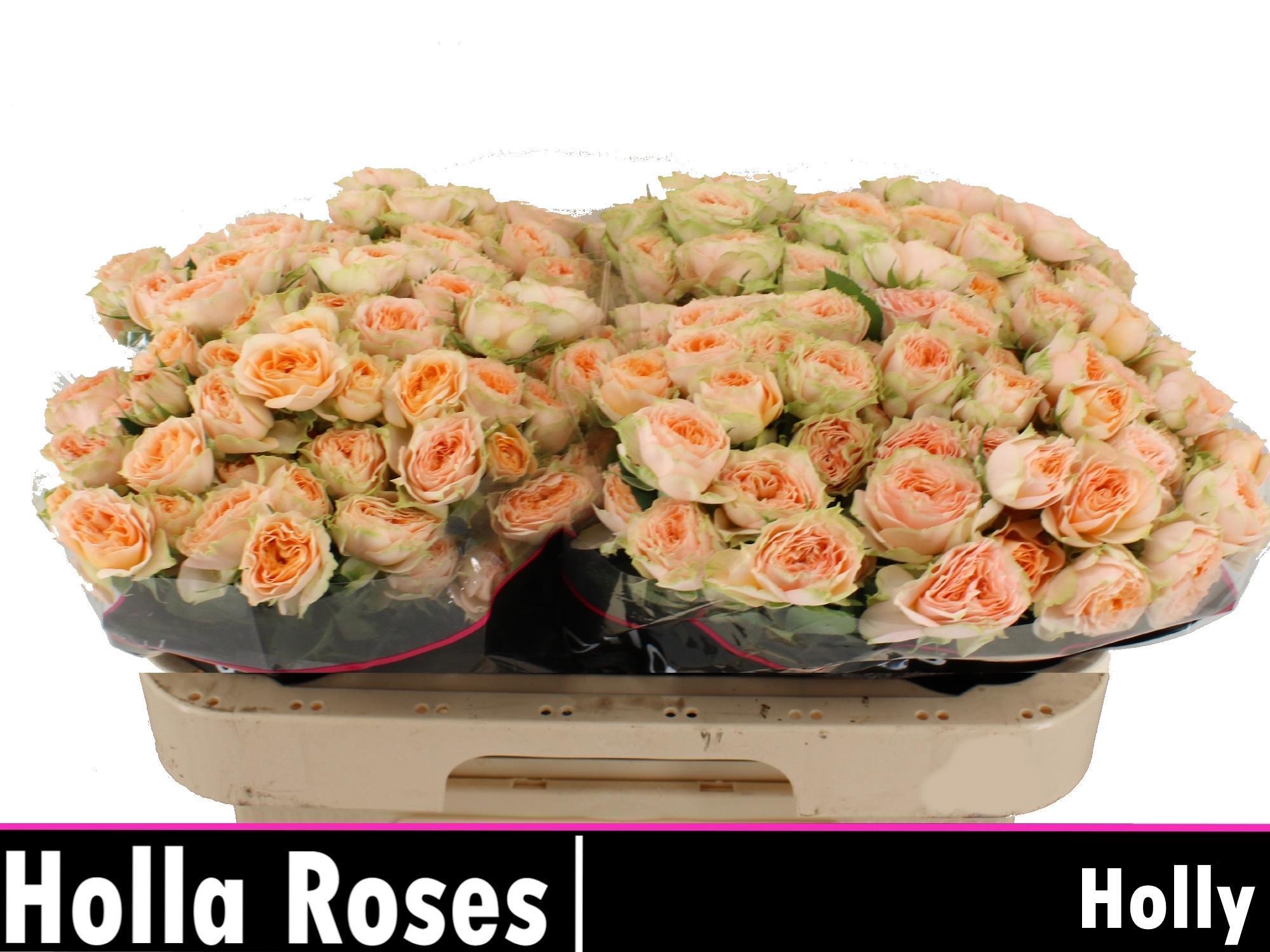Срезанные цветы оптом Rosa spray holly от 40шт из Голландии с доставкой по России