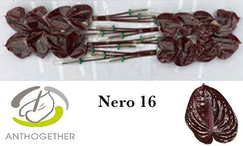 Срезанные цветы оптом Anthurium nero от 16шт из Голландии с доставкой по России