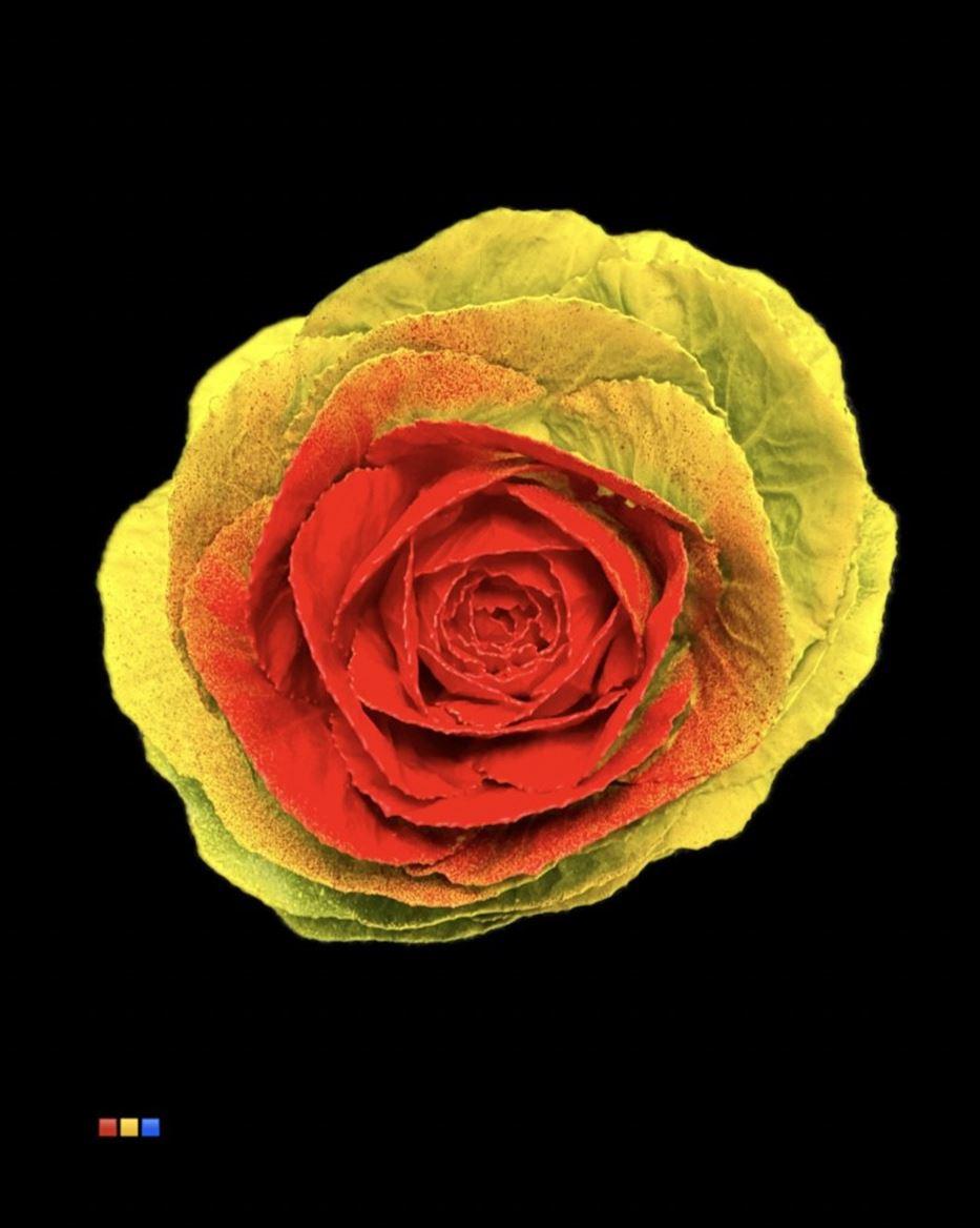 Срезанные цветы оптом Brassica paint yellow + red eye от 20шт из Голландии с доставкой по России