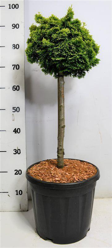 Горшечные цветы и растения оптом Chamaecyparis Obt Nana Aurea On Stem от 1шт из Голландии с доставкой по России