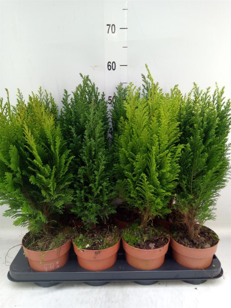 Горшечные цветы и растения оптом Conifers ...mix от 8шт из Голландии с доставкой по России Горшечные цветы и растения оптом Conifers ...mix от 8шт из Голландии с доставкой по России