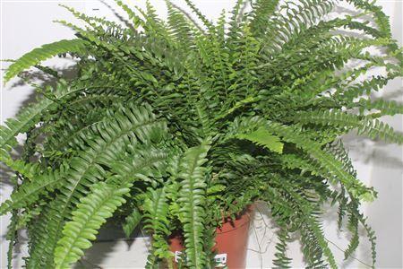 Горшечные цветы и растения оптом Nephr Ex Green Lady от 1шт из Голландии с доставкой по России