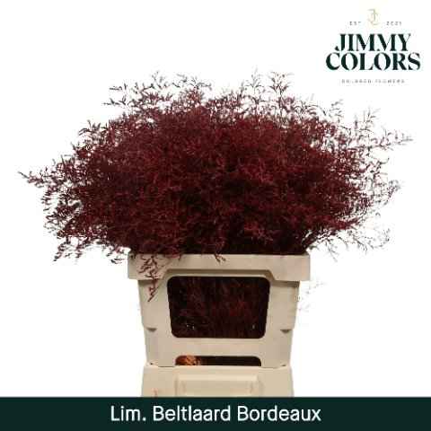 Срезанные цветы оптом Limonium paint bordeaux от 25шт из Голландии с доставкой по России