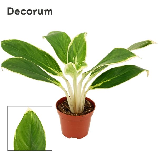 Горшечные цветы и растения оптом Aglaonema White Lime  (decorum) от 18шт из Голландии с доставкой по России