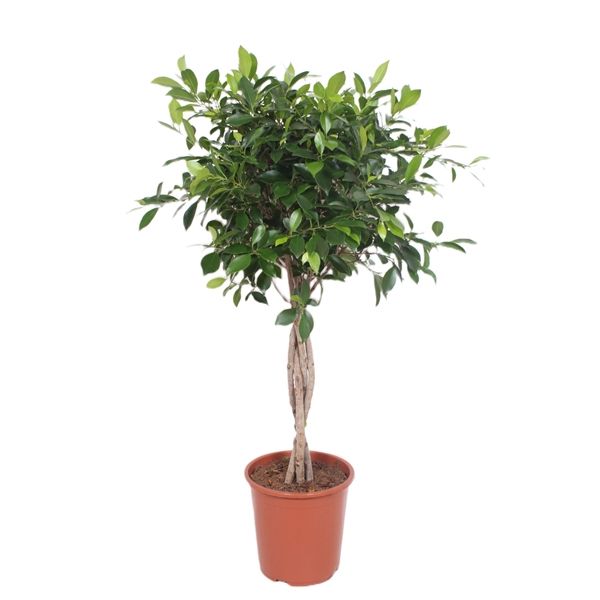 Горшечные цветы и растения оптом Ficus Nitida Twisted Stem от 1шт из Голландии с доставкой по России