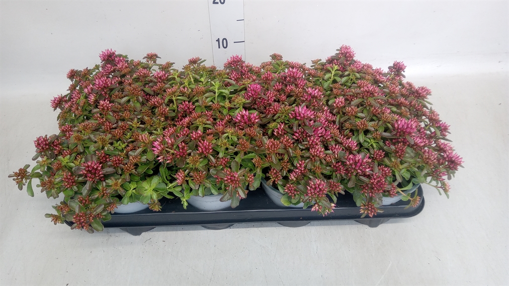 Горшечные цветы и растения оптом Sedum Spurium spot On Deep Rose от 8шт из Голландии с доставкой по России