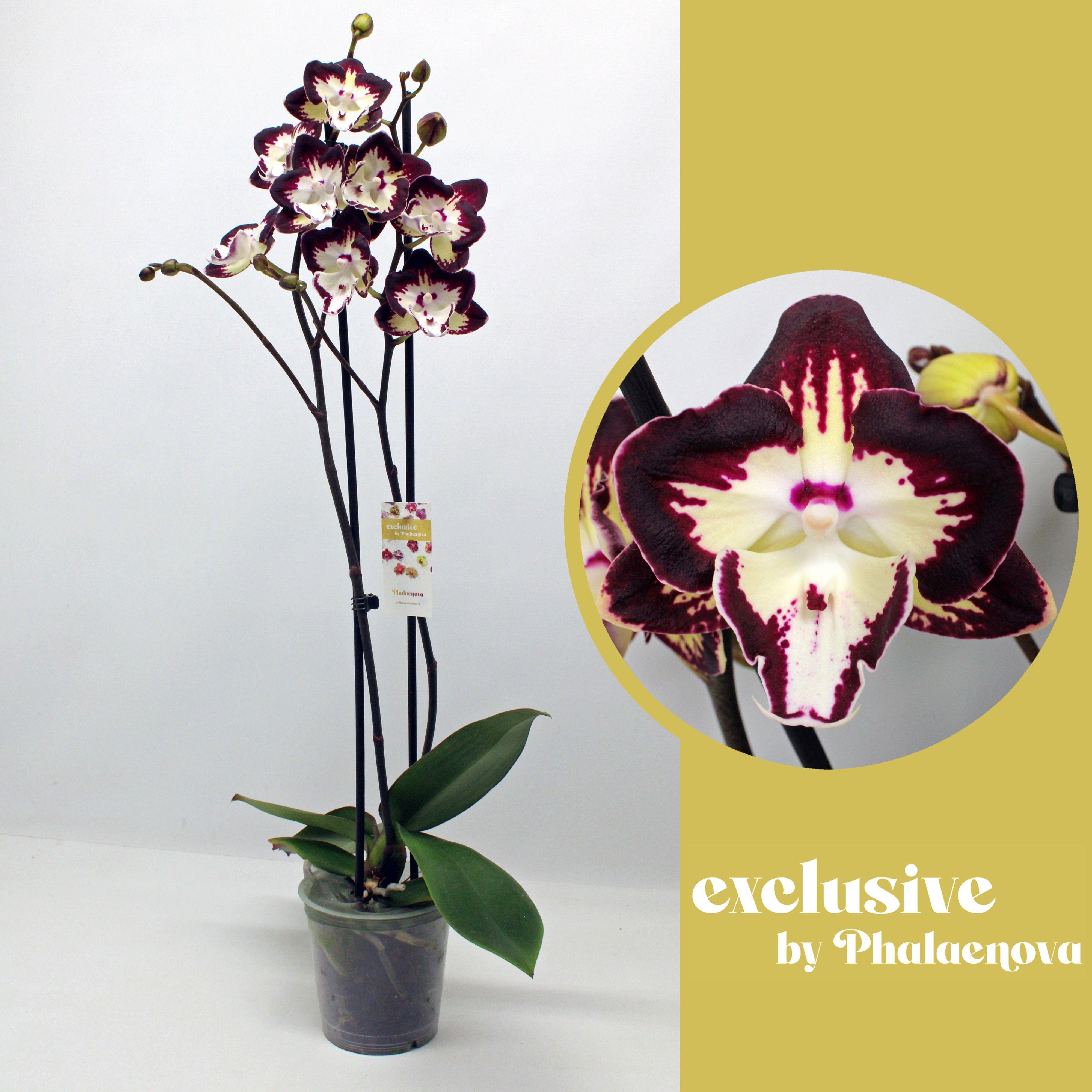 Горшечные цветы и растения оптом Phal 2st Klementine  16+ (phalaenova) от 10шт из Голландии с доставкой по России