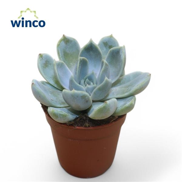 Горшечные цветы и растения оптом Echeveria Snowbunny от 20шт (для телеги) из Голландии с доставкой по России