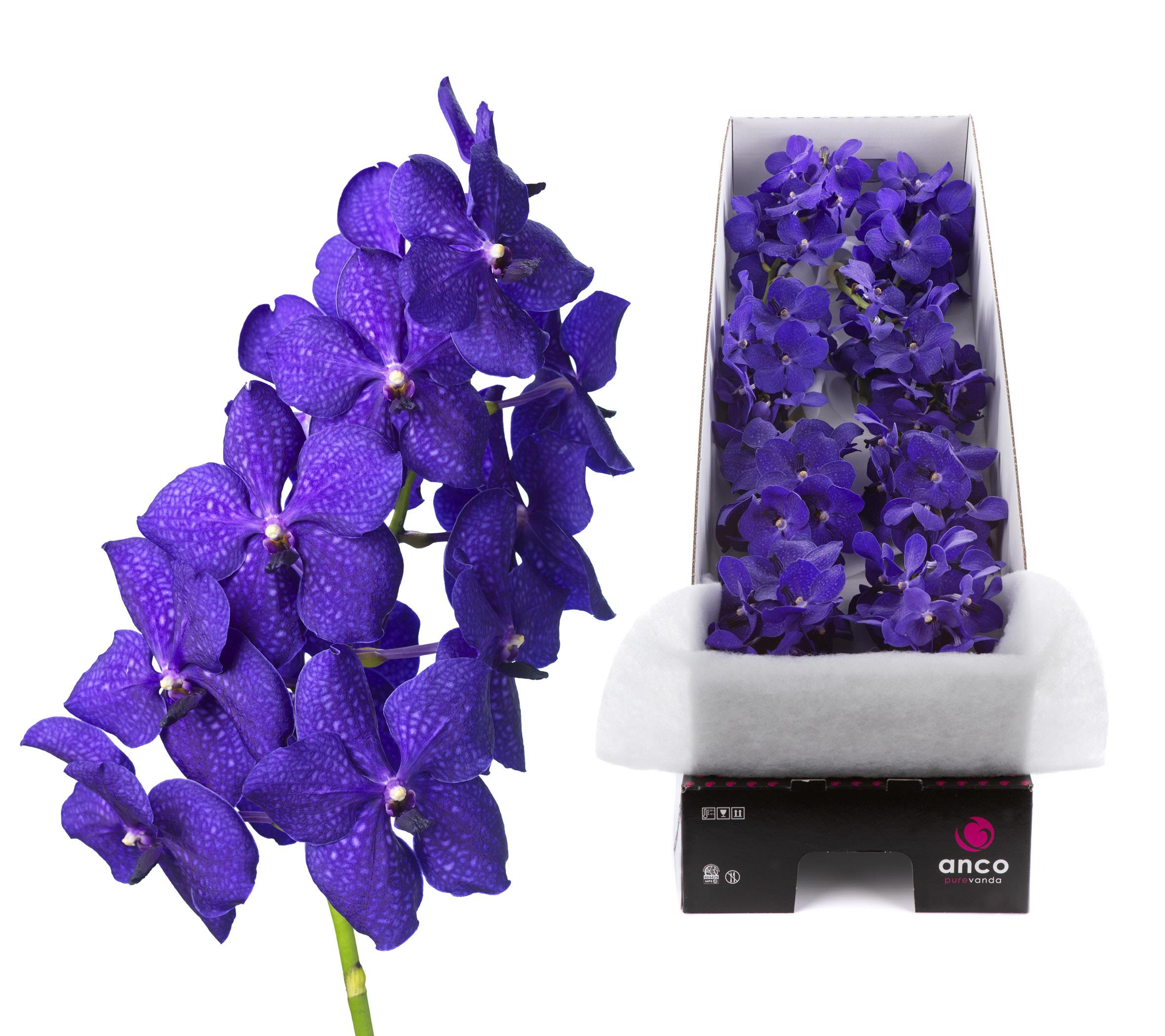 Срезанные цветы оптом Vanda royal blue per stem от 8шт из Голландии с доставкой по России