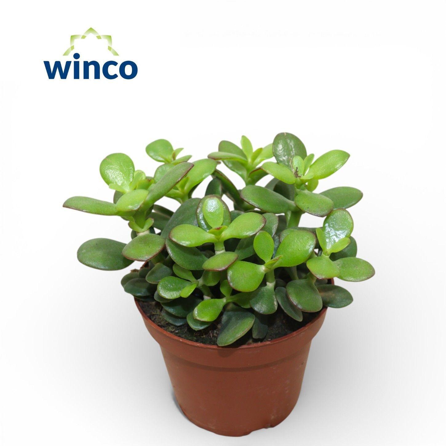 Горшечные цветы и растения оптом Crass Minor от 8шт из Голландии с доставкой по России