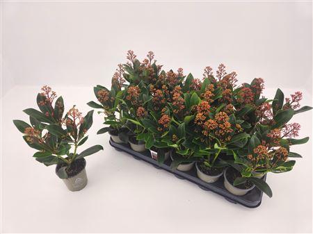 Горшечные цветы и растения оптом Skimmia Jap Rubella P9 3 Bloem от 18шт (для телеги) из Голландии с доставкой по России