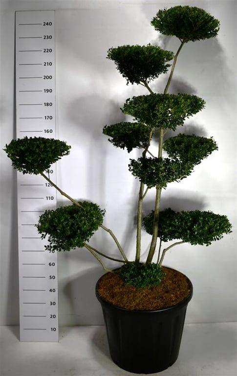 Горшечные цветы и растения оптом Ilex Crenata green Hedge от 1шт из Голландии с доставкой по России