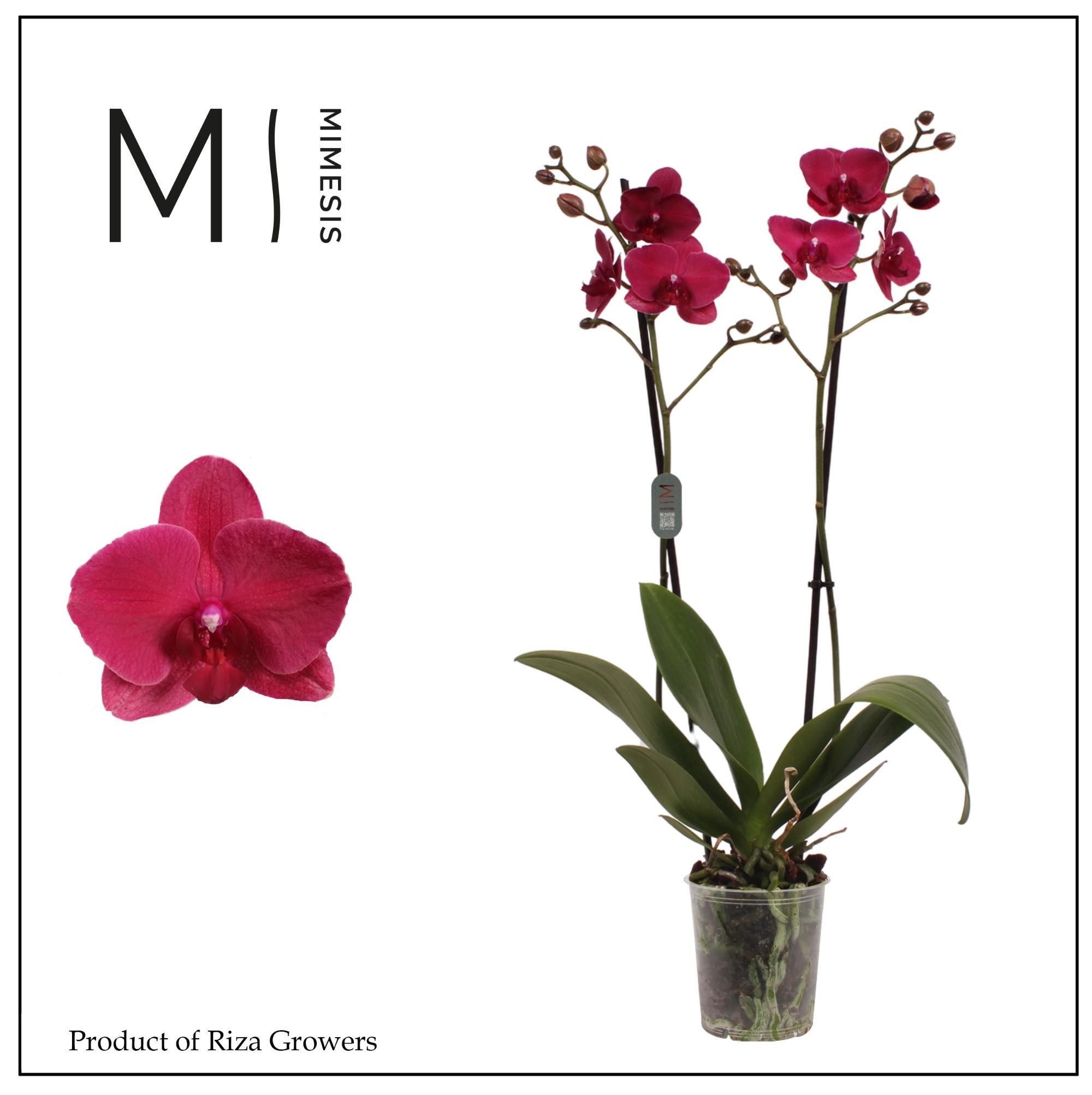 Горшечные цветы и растения оптом Phalaenopsis Montreux 2 Spike от 10шт из Голландии с доставкой по России