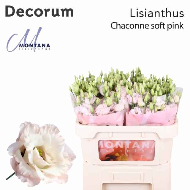 Срезанные цветы оптом Lisianthus do chaconne soft от 40шт из Голландии с доставкой по России