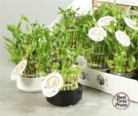 Горшечные цветы и растения оптом Dra Lucky Bamboo 3 Rings от 13шт из Голландии с доставкой по России