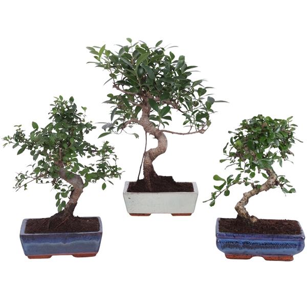 Горшечные цветы и растения оптом Bonsai Mix In Ceramic S-shape от 6шт из Голландии с доставкой по России