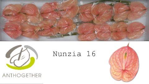 Срезанные цветы оптом Anthurium nunzia от 16шт из Голландии с доставкой по России