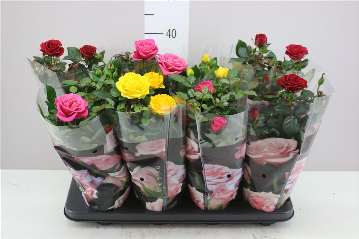 Горшечные цветы и растения оптом Rosa Patio Gemengd от 8шт из Голландии с доставкой по России