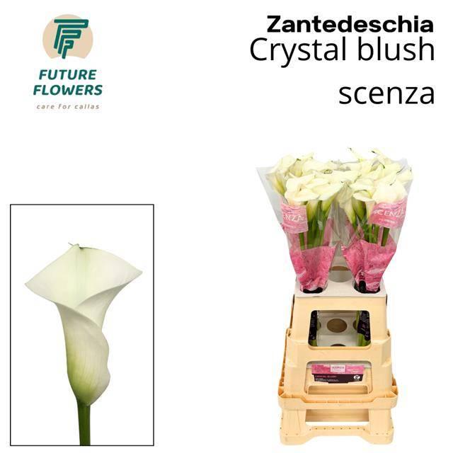 Срезанные цветы оптом Zantedeschia crystal blush от 40шт из Голландии с доставкой по России Срезанные цветы оптом Zantedeschia crystal blush от 40шт из Голландии с доставкой по России