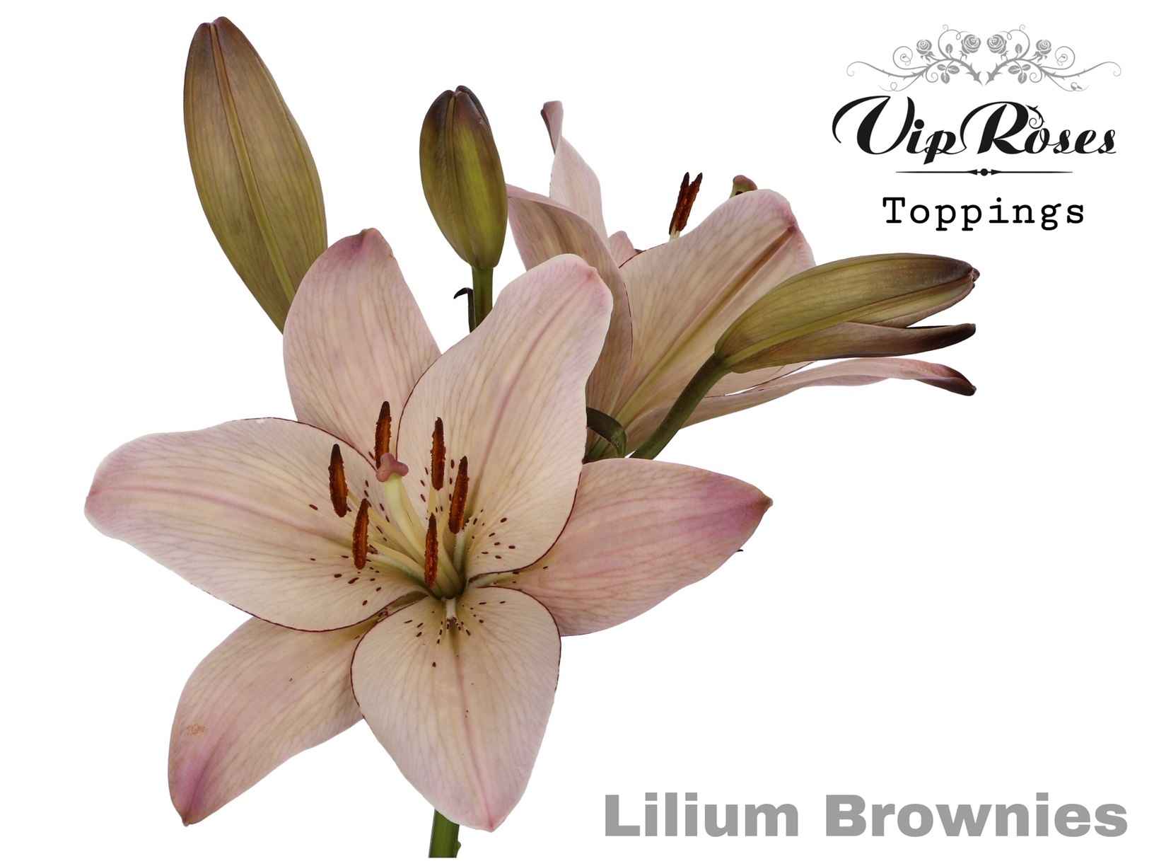 Срезанные цветы оптом Lilium la paint brownies от 30шт из Голландии с доставкой по России
