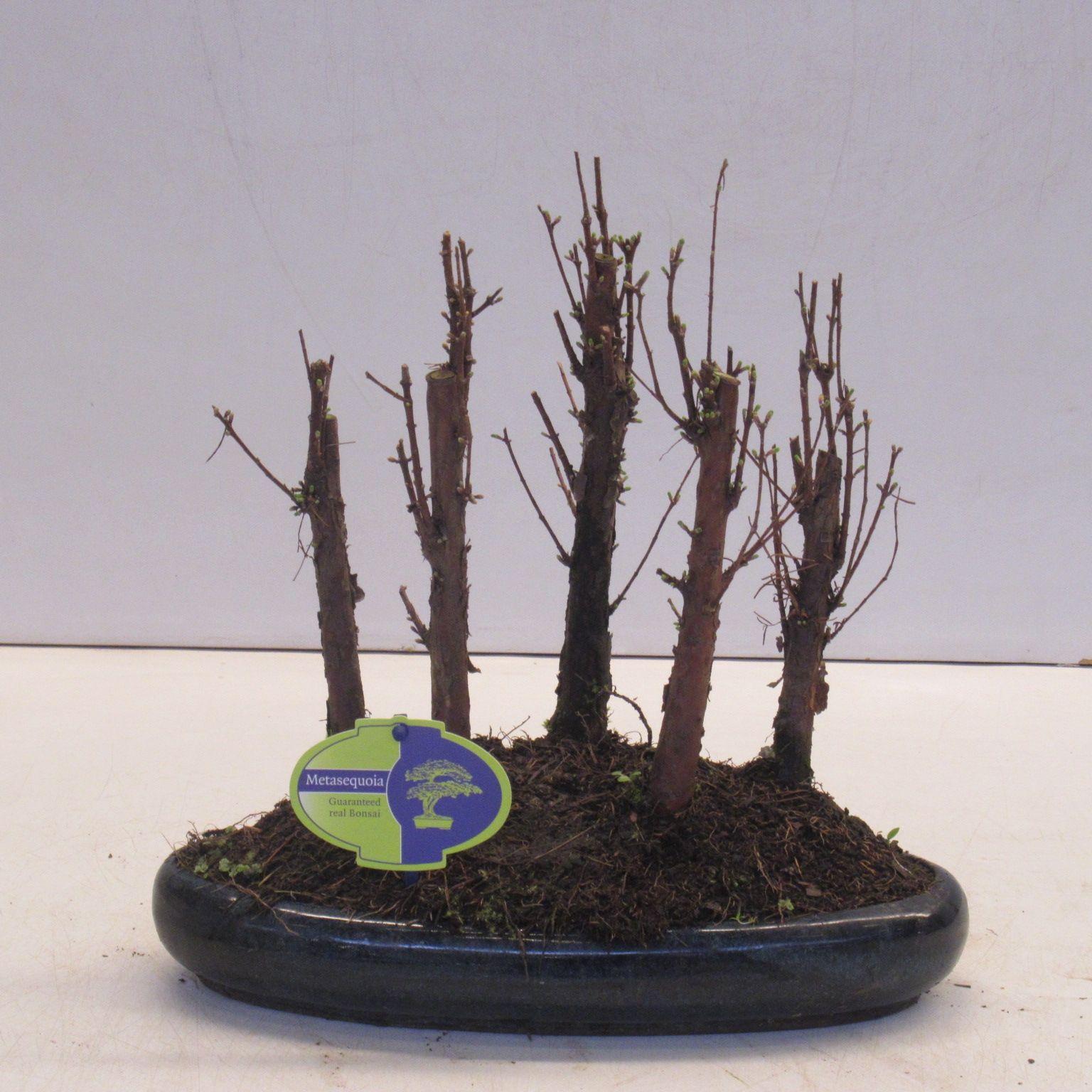 Горшечные цветы и растения оптом Bonsai Metasequoia Glyptostroboides от 3шт из Голландии с доставкой по России