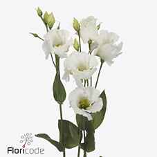 Срезанные цветы оптом Lisianthus si falda white от 40шт из Голландии с доставкой по России