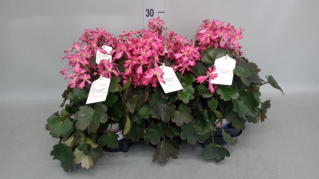 Горшечные цветы и растения оптом Saxifraga Cor. danc Pixies Toni от 6шт из Голландии с доставкой по России