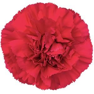 Срезанные цветы оптом Dianthus st mandalay от 240шт из Голландии с доставкой по России