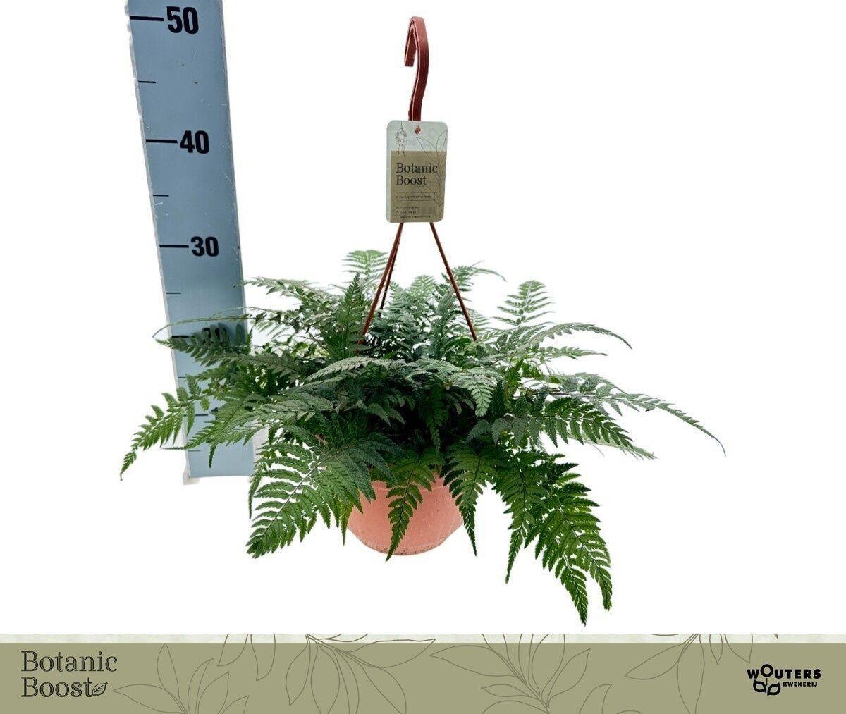 Горшечные цветы и растения оптом Polystichum Tsussime от 1шт из Голландии с доставкой по России