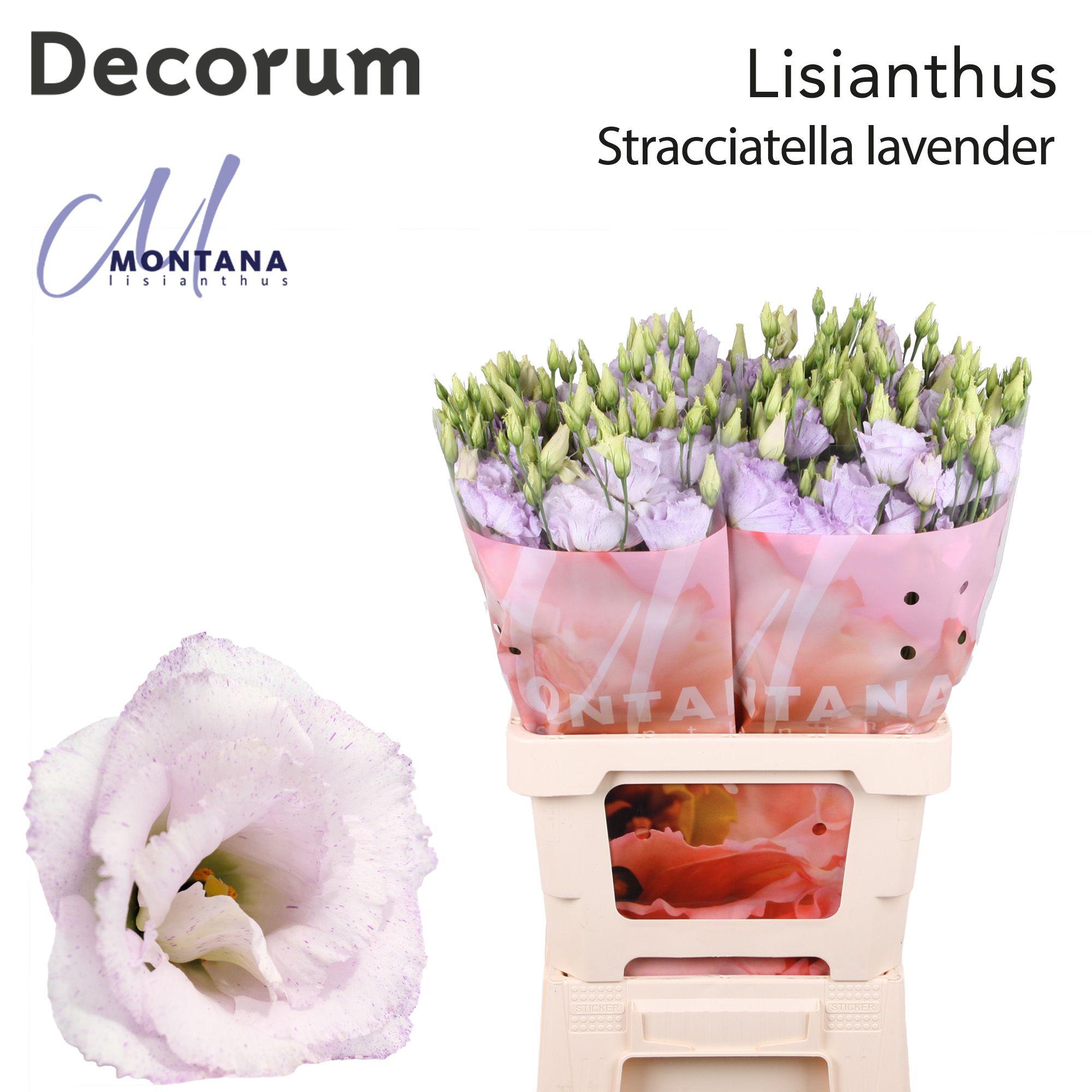 Срезанные цветы оптом Lisianthus do stracciatella lavender от 20шт из Голландии с доставкой по России