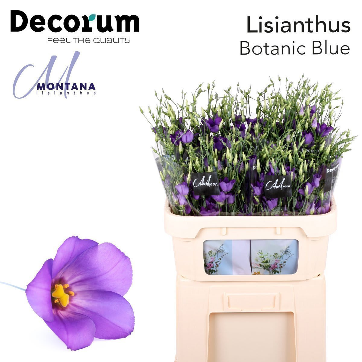 Срезанные цветы оптом Lisianthus si botanic blue от 40шт. из Голландии с доставкой по России
