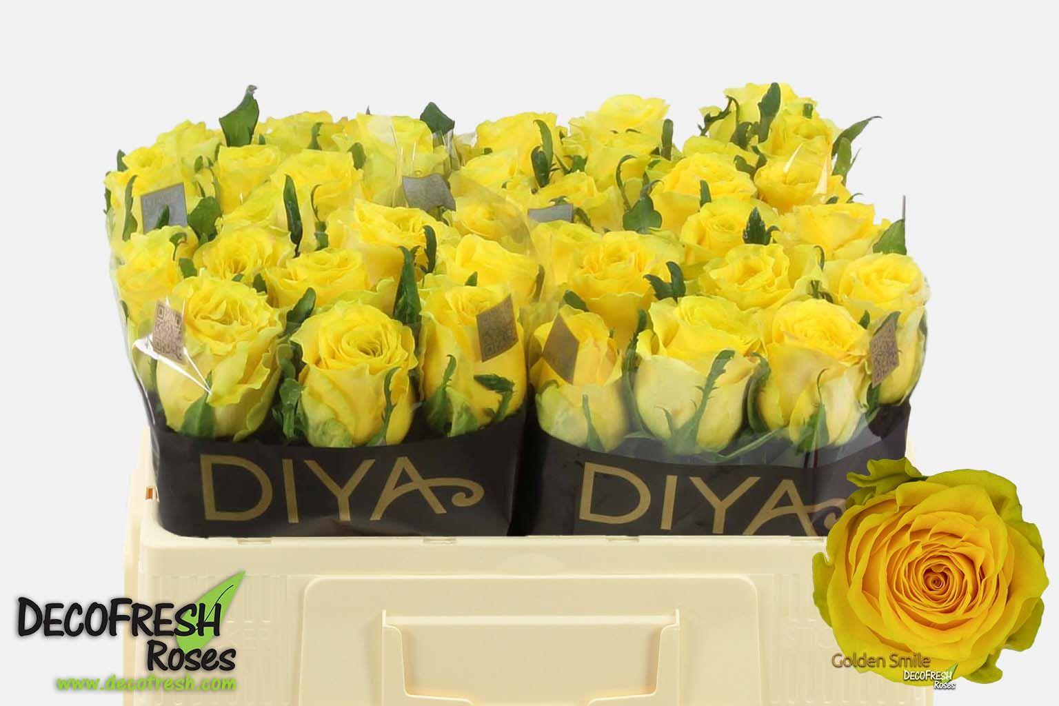 Срезанные цветы оптом Rosa large golden smile от 50шт из Голландии с доставкой по России
