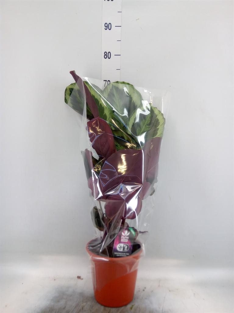 Горшечные цветы и растения оптом Calathea   ...mix от 1шт из Голландии с доставкой по России