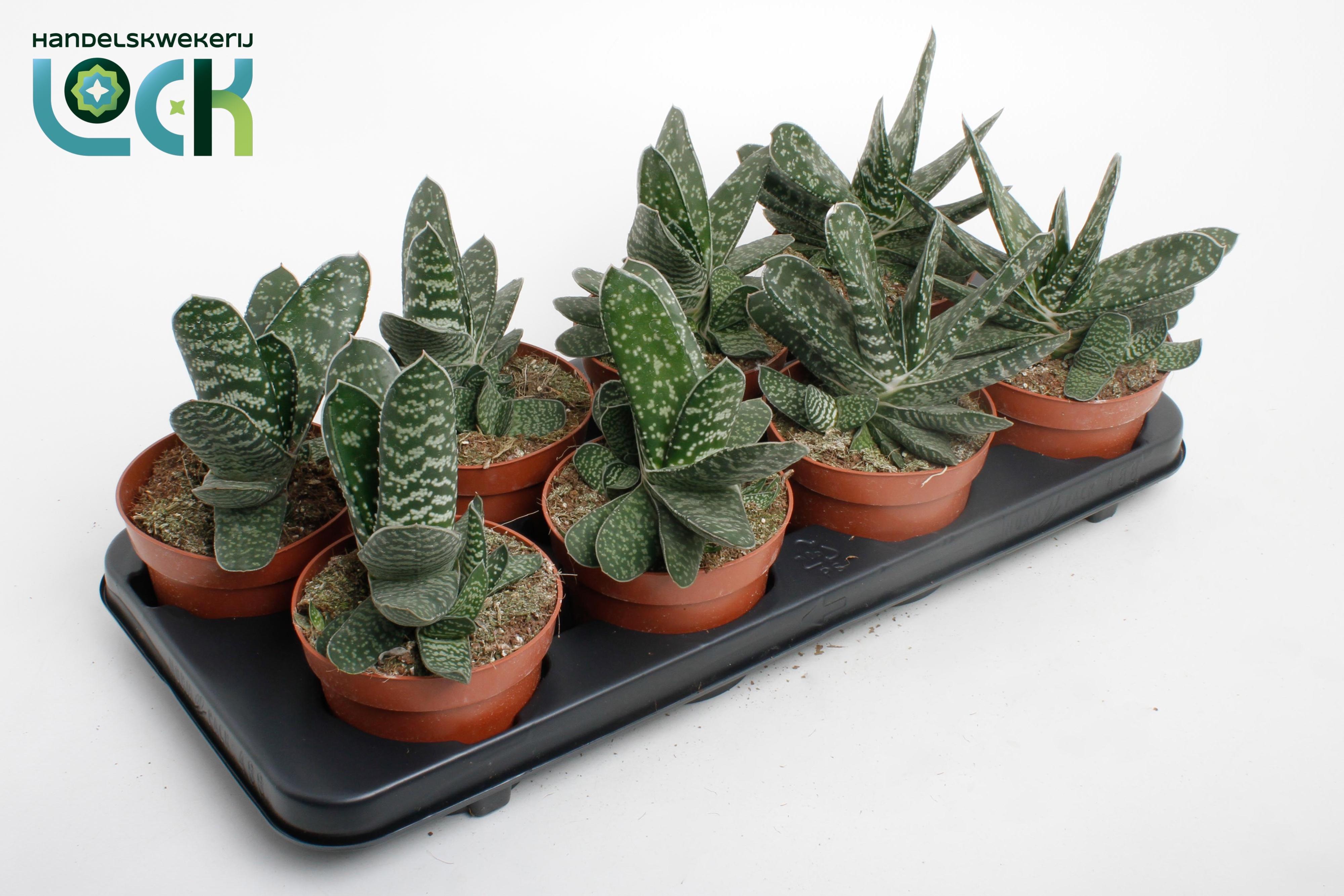 Горшечные цветы и растения оптом Gasteria Amour от 8шт из Голландии с доставкой по России