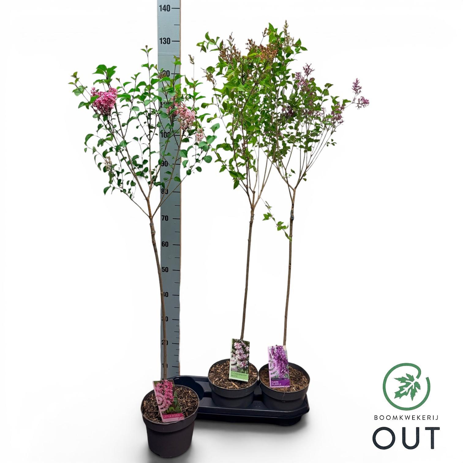 Горшечные цветы и растения оптом Syri Ov от 3шт из Голландии с доставкой по России