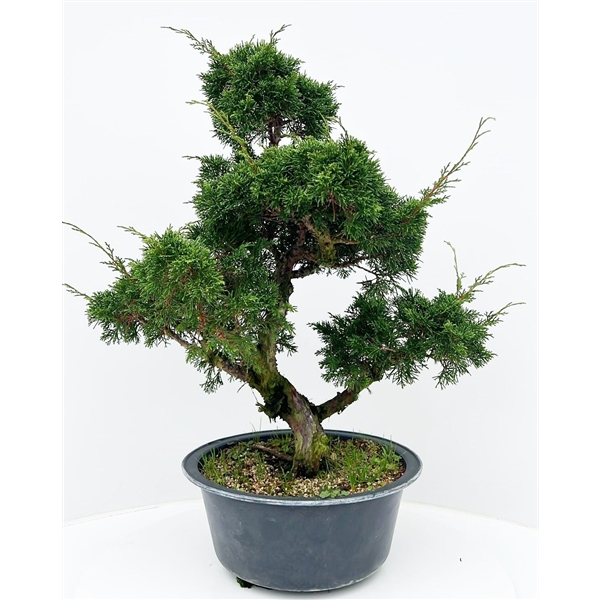 Горшечные цветы и растения оптом Bonsai Juniperus Chinensis, 30cm., In Trainingspot от 1шт из Голландии с доставкой по России