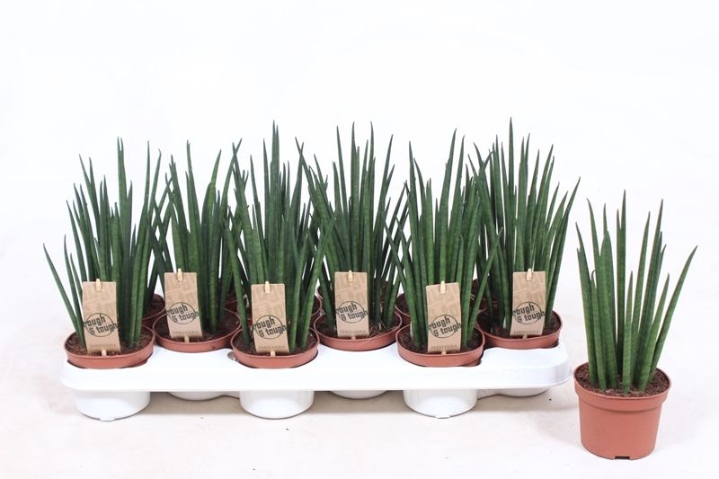 Горшечные цветы и растения оптом Sansevieria Mikado от 12шт из Голландии с доставкой по России
