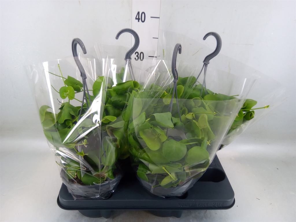 Горшечные цветы и растения оптом Dischidia Platyphylla от 4шт из Голландии с доставкой по России