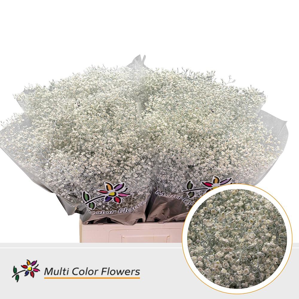 Срезанные цветы оптом Gyps fine paint white от 100шт из Голландии с доставкой по России