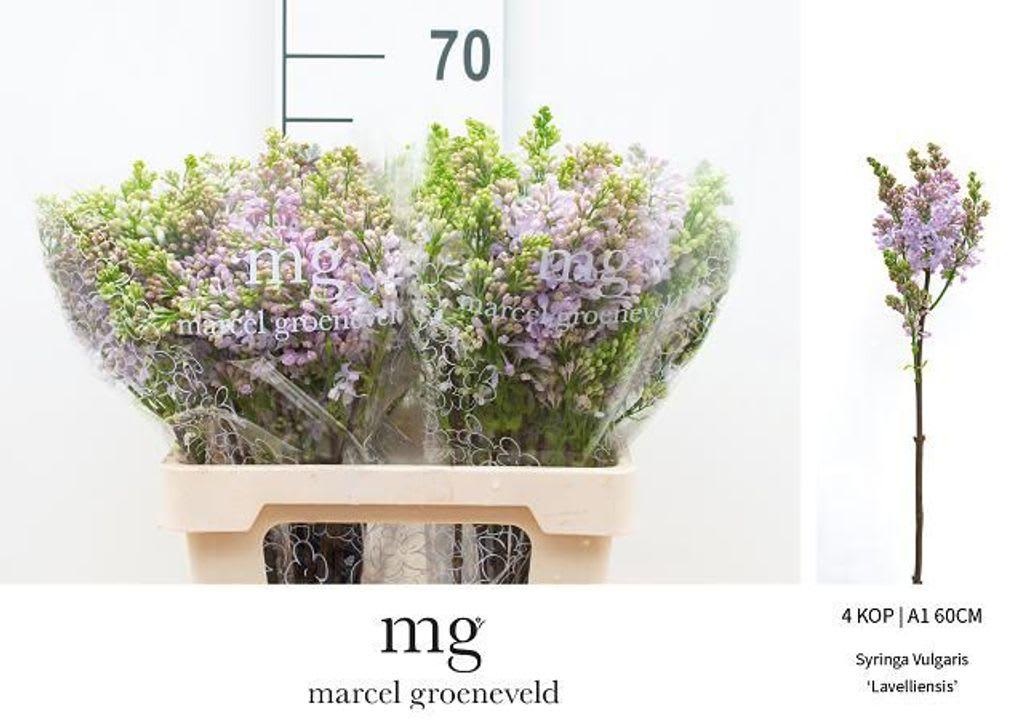 Срезанные цветы оптом Syringa lavaliensis от 30шт из Голландии с доставкой по России