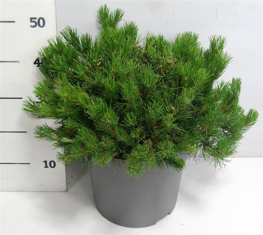 Горшечные цветы и растения оптом Pinus Mugo Mugo от 1шт из Голландии с доставкой по России