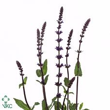 Срезанные цветы оптом Salvia caradonna от 100шт из Голландии с доставкой по России