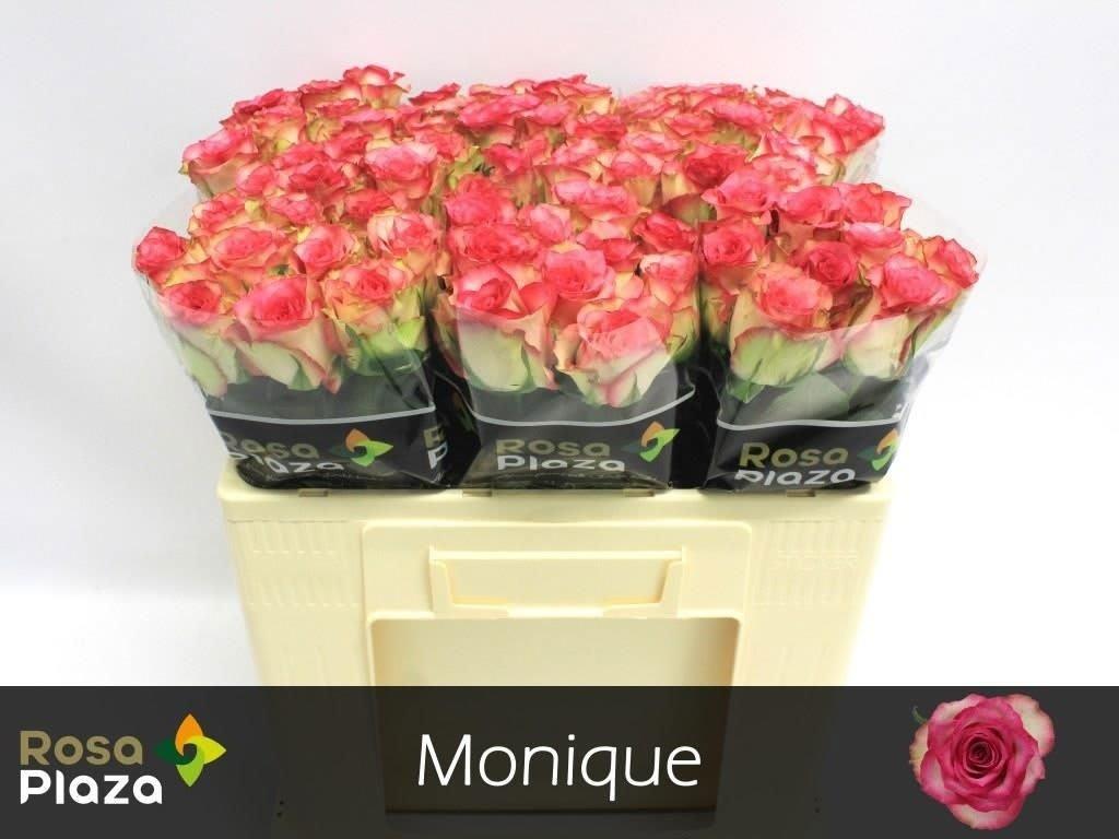 Срезанные цветы оптом Rosa large monique от 80шт из Голландии с доставкой по России