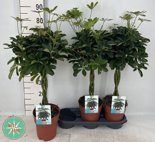 Горшечные цветы и растения оптом Schefflera Compacta Twisted Stem от 3шт из Голландии с доставкой по России