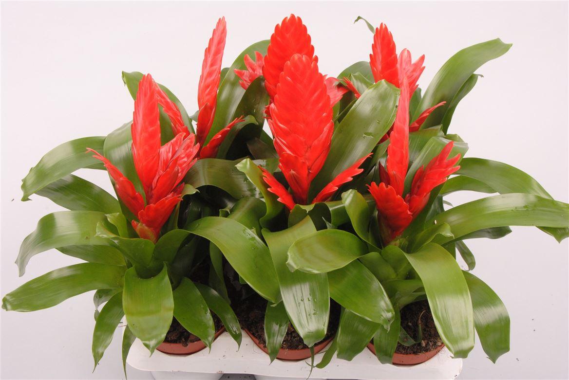 Горшечные цветы и растения оптом Vriesea Kallisto от 12шт (для телеги) из Голландии с доставкой по России