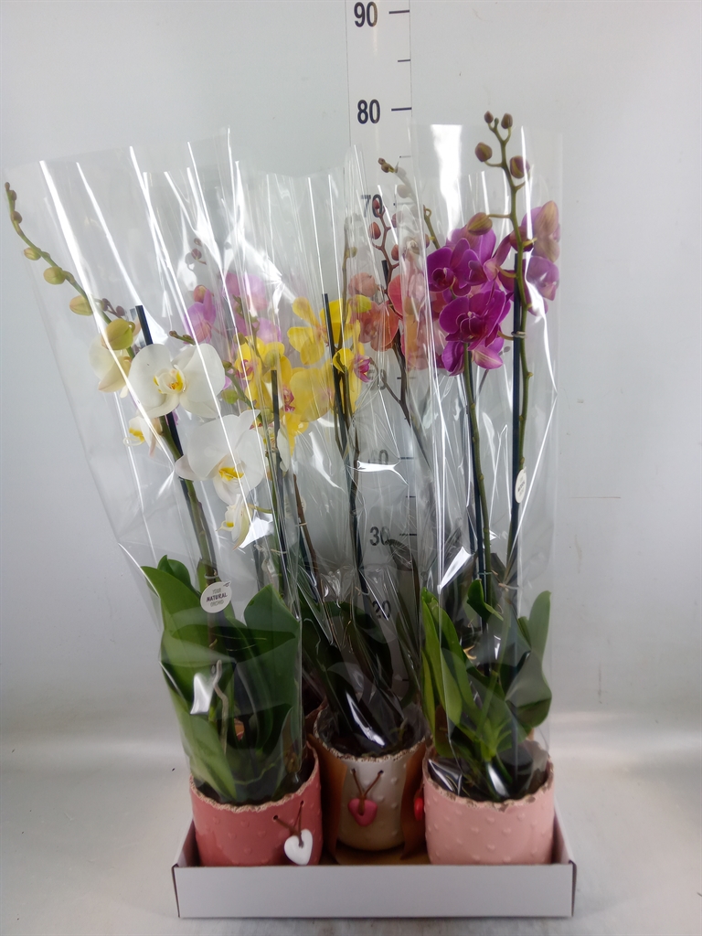 Горшечные цветы и растения оптом Phalaenopsis   ...mix от 5шт из Голландии с доставкой по России