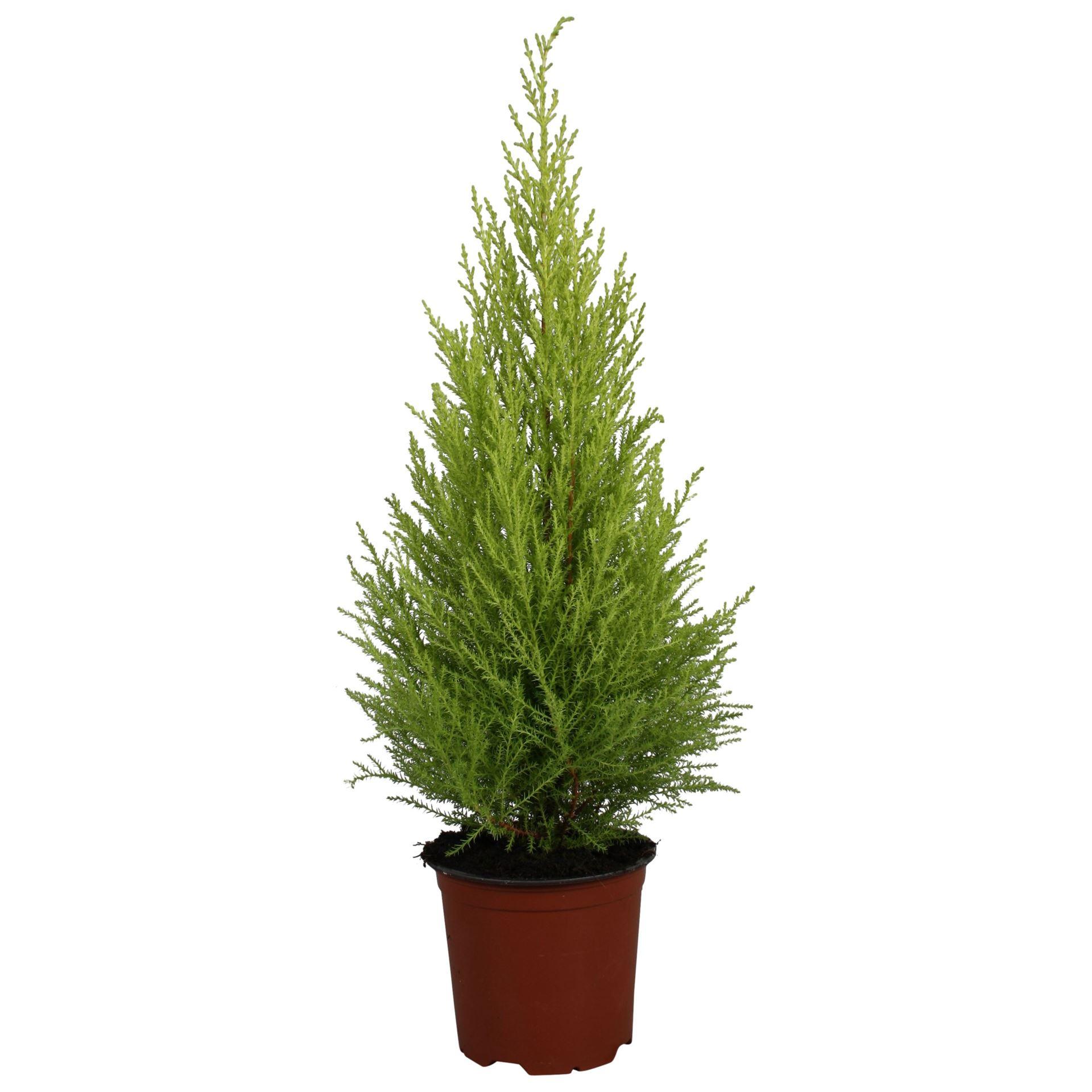 Горшечные цветы и растения оптом Cupressus Macro. goldcrest Wilma от 7шт из Голландии с доставкой по России