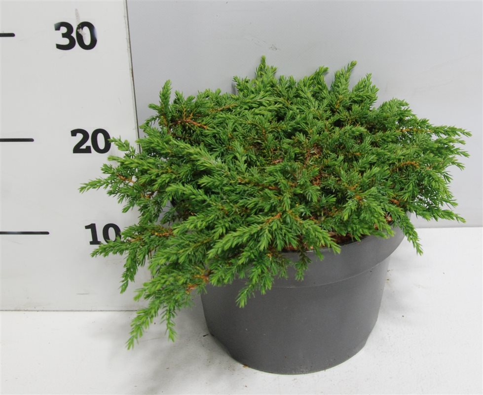 Горшечные цветы и растения оптом Juniperus Comm Green Carpet от 1шт из Голландии с доставкой по России