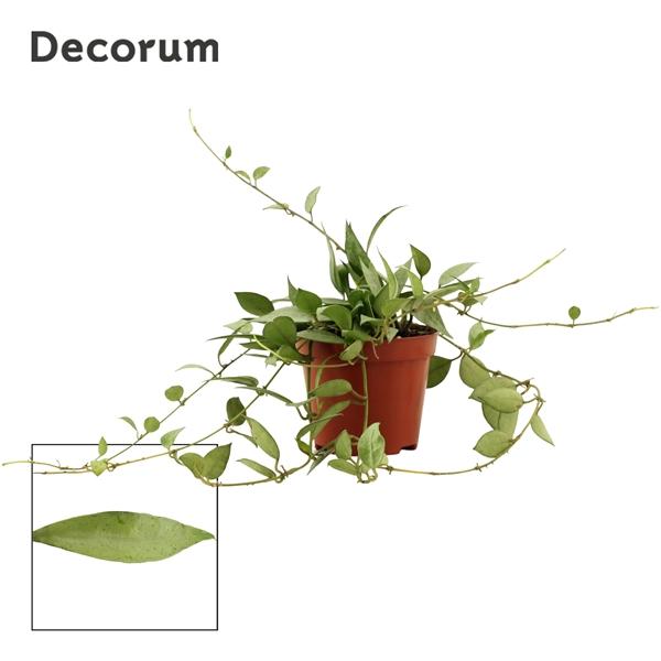 Горшечные цветы и растения оптом Hoya Lacunosa Mint (decorum) от 18шт (для телеги) из Голландии с доставкой по России